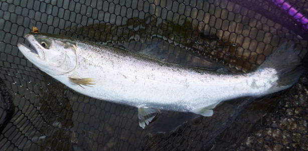 魚のアップ写真