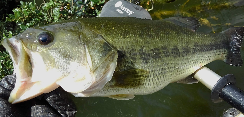 魚のアップ写真