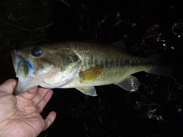 バス バスフィッシング バス釣り