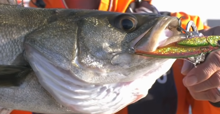 東京湾で船から釣りを楽しみたい おすすの釣り方やタックルをチェック