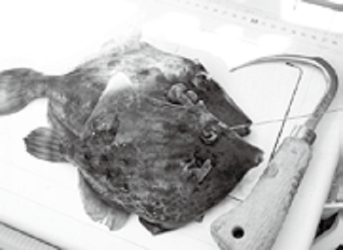 カワハギの写真