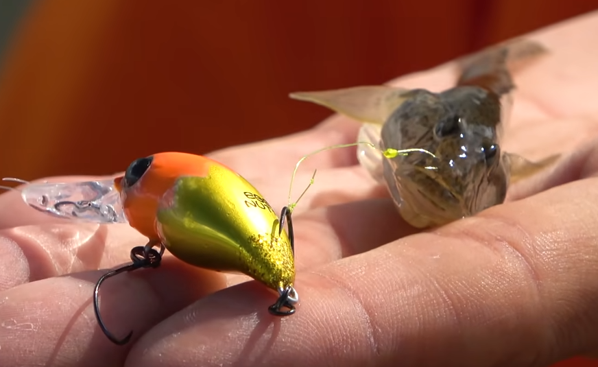 魚とルアーのアップ写真