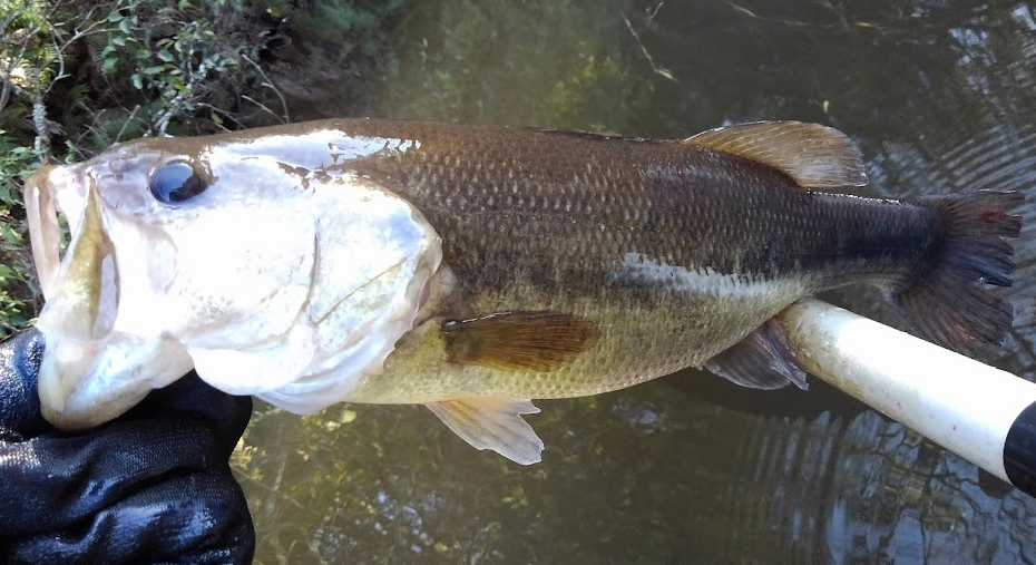 魚のアップ写真
