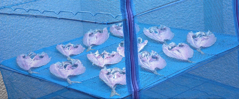 魚のアップ写真