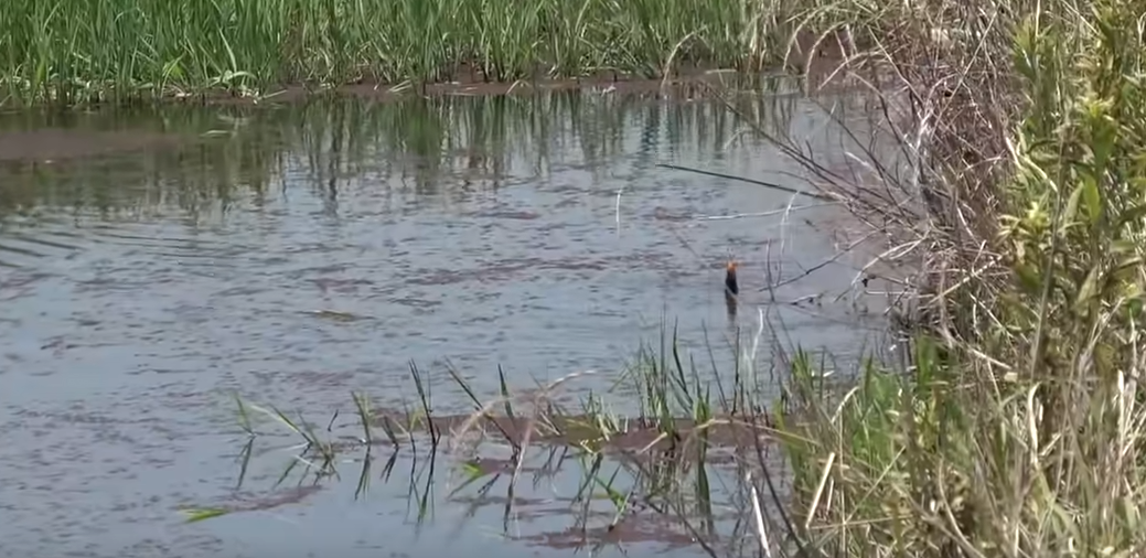 フィールドのアップ写真