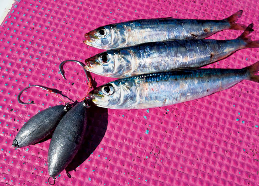 オモックとイワシ