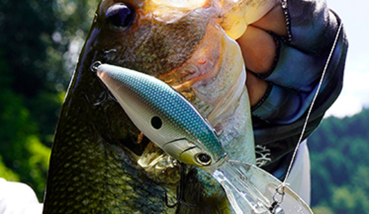 ルアーと魚のアップ写真