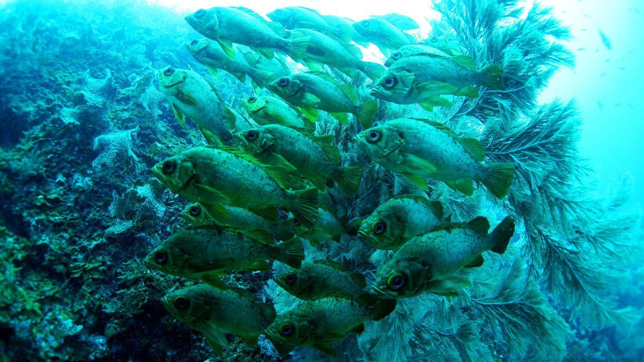 メバルの群れの写真