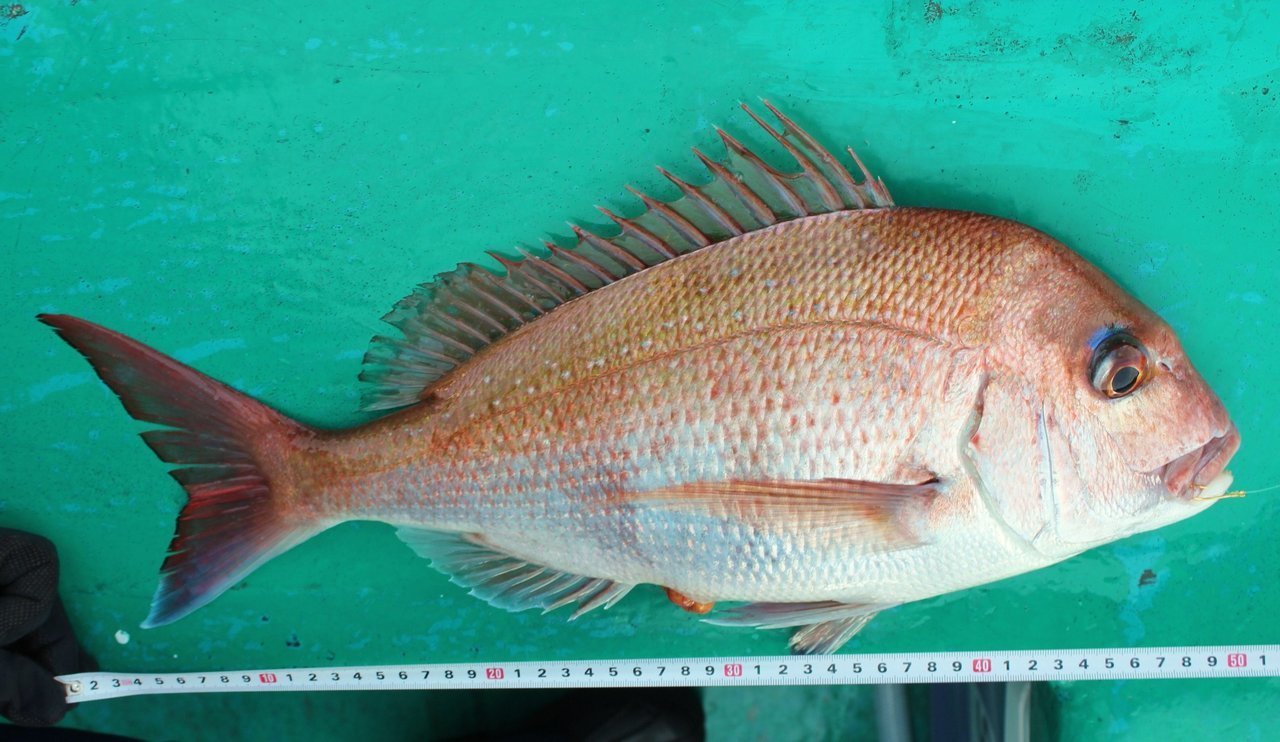 さくら鯛の写真