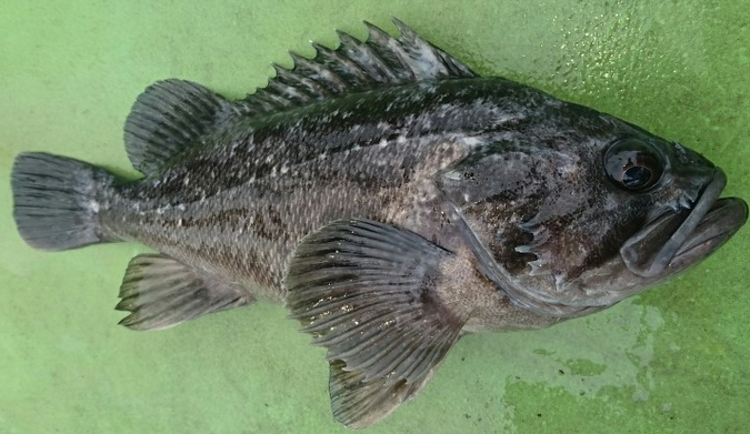 魚のアップ写真