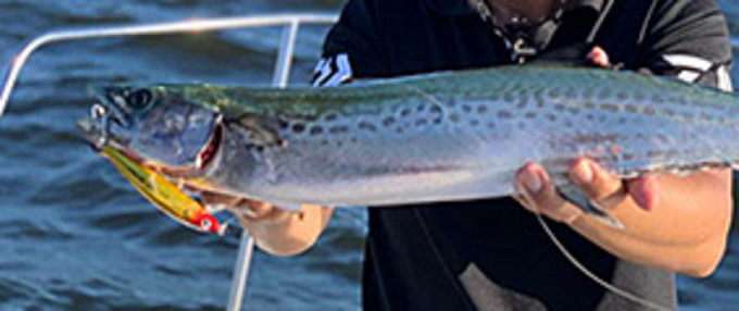 魚とルアーのアップ写真