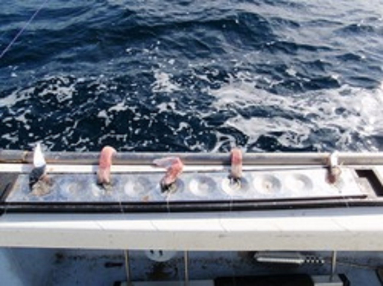 船上のエサの写真