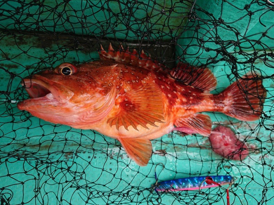 根魚を誘惑するエサの作り方・刺し方～大きな魚を掛けるにはコツが必要