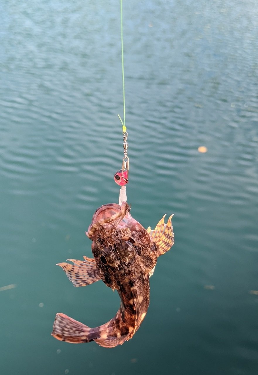 根魚を釣り上げる写真