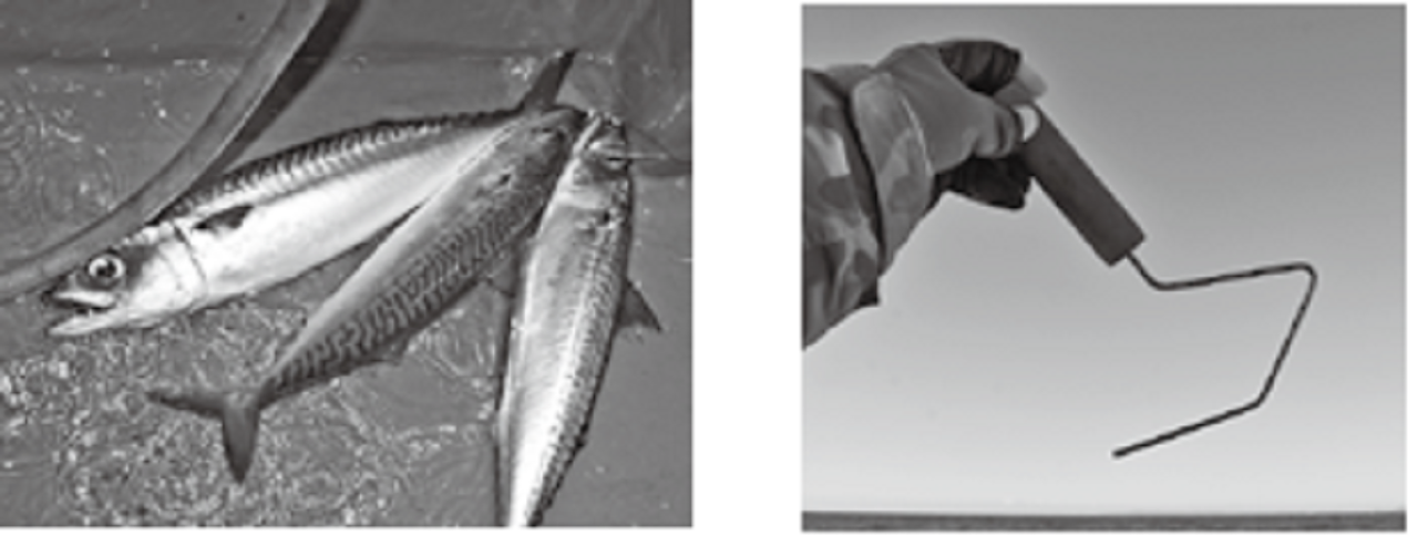 ハリ外しの写真