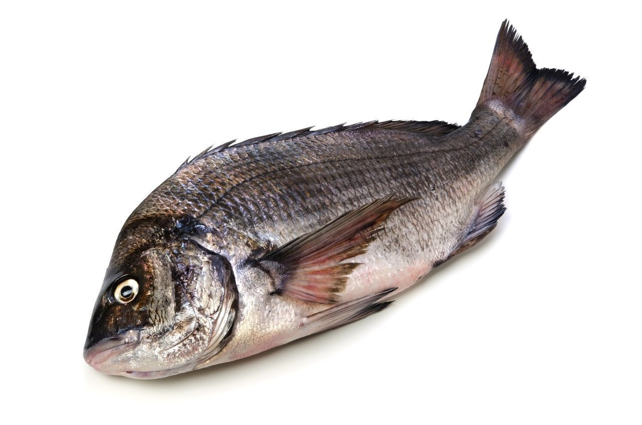 クロダイの写真