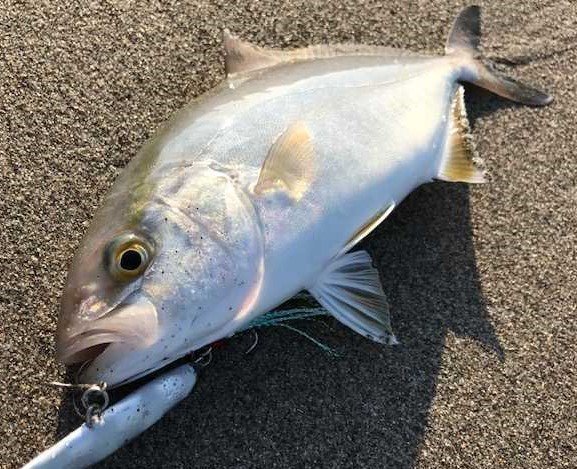 カンパチの写真