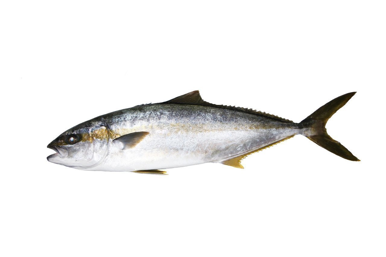 ヒラマサの写真