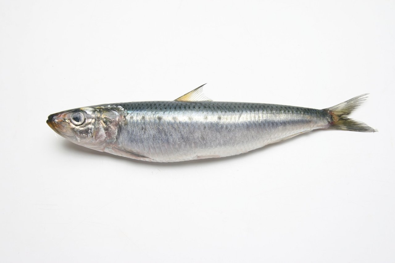 マイワシの写真