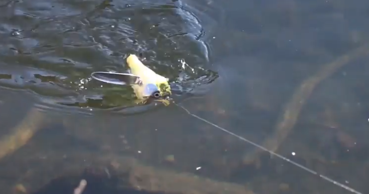 ルアーのアップ写真