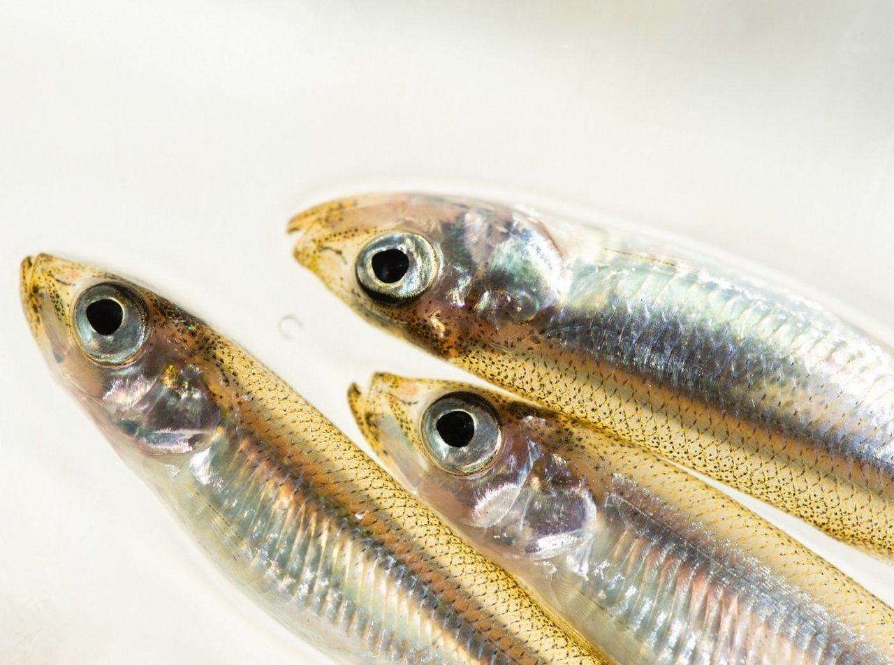 【目指せ10束！】この仕掛けがすごい！がまかつワカサギ王『スタンダード』＆『喰い渋り』の2種類の使い分け・使いこなし術【山中湖、河口湖】