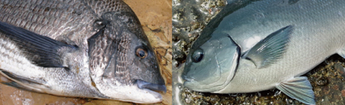 魚のアップ写真