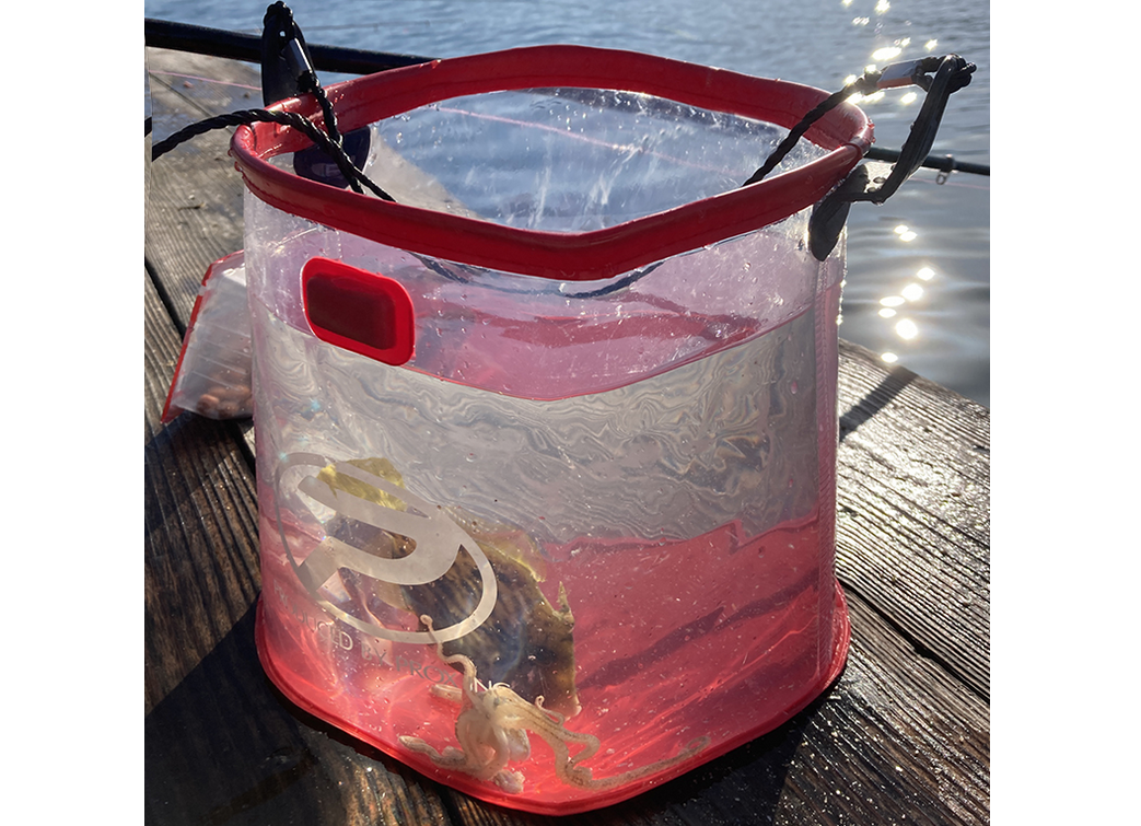 EVAお魚まる見え水汲みバケツ角なら釣った魚を観察できる！2022年新登場の透明バケツ