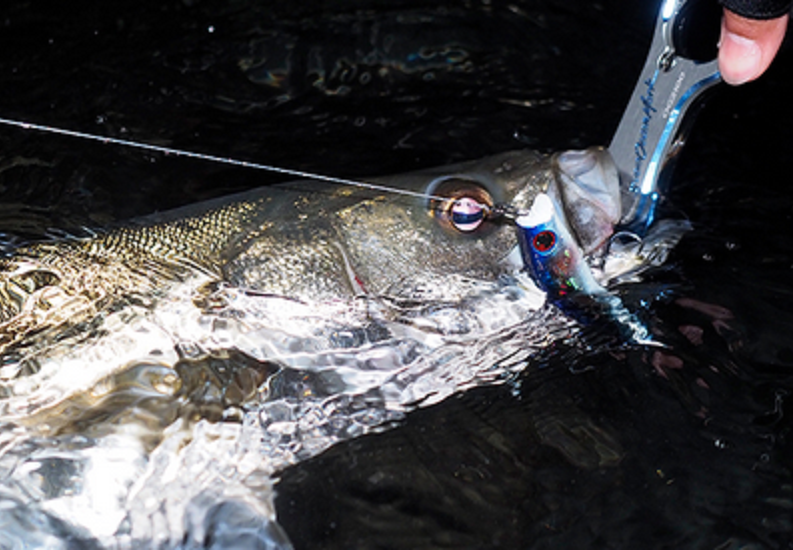魚とルアーのアップ写真