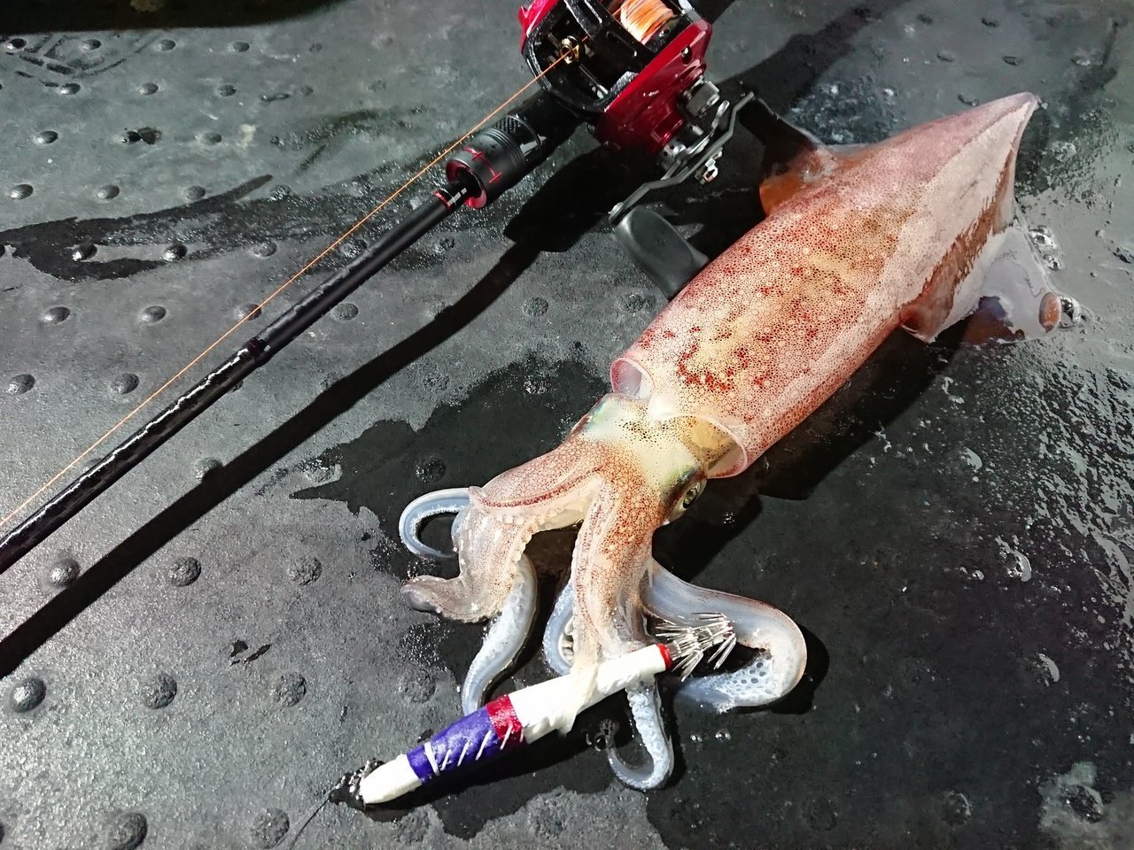 スッテとイカの写真