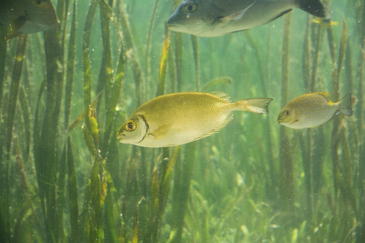 海藻の中を泳ぐアイゴ