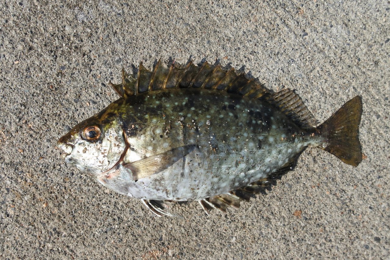 アイゴってどんな魚 生態から釣り方 おすすめの料理法まで一挙ご紹介