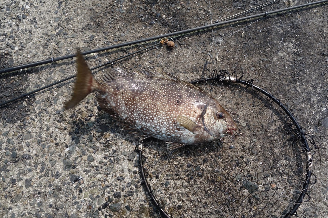 アイゴってどんな魚 生態から釣り方 おすすめの料理法まで一挙ご紹介