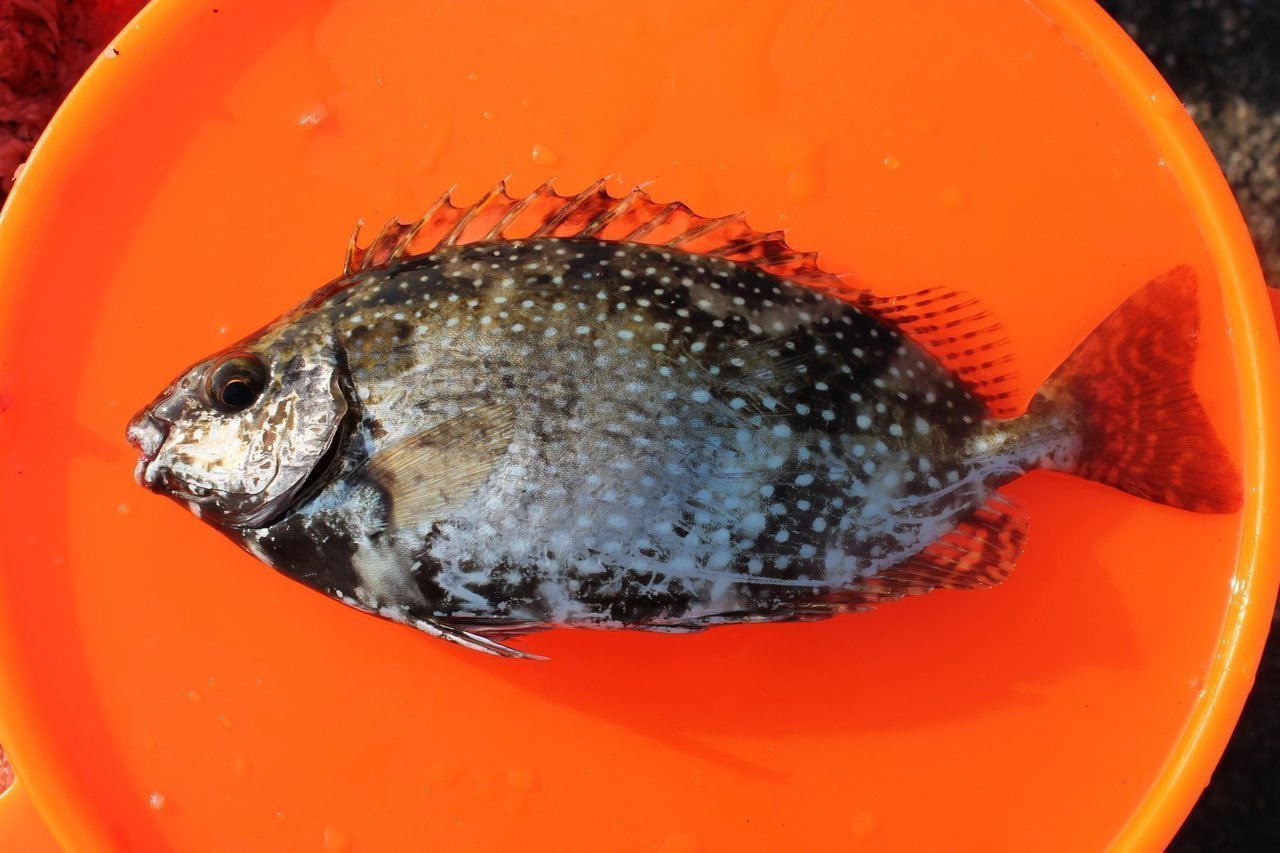 アイゴってどんな魚 生態から釣り方 おすすめの料理法まで一挙ご紹介 釣りまとめアンテナ