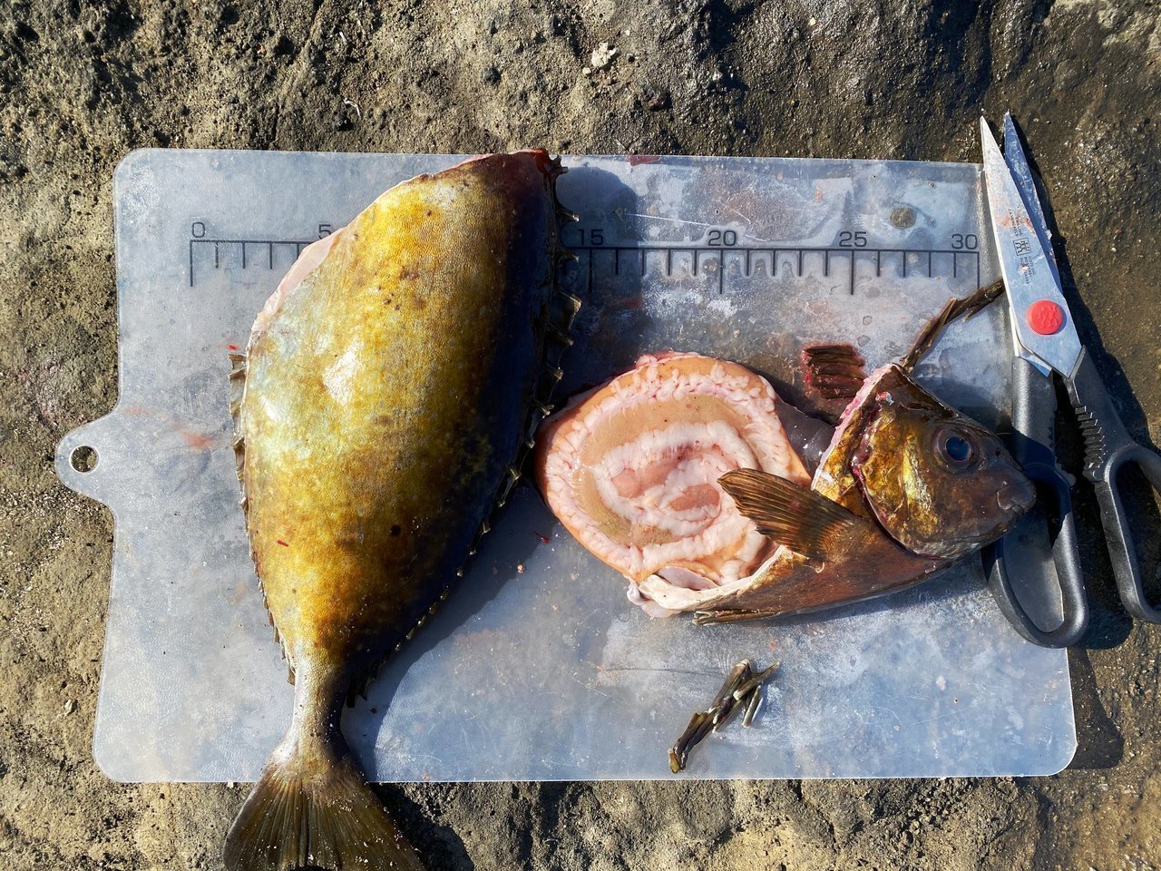 頭を落としたアイゴの写真