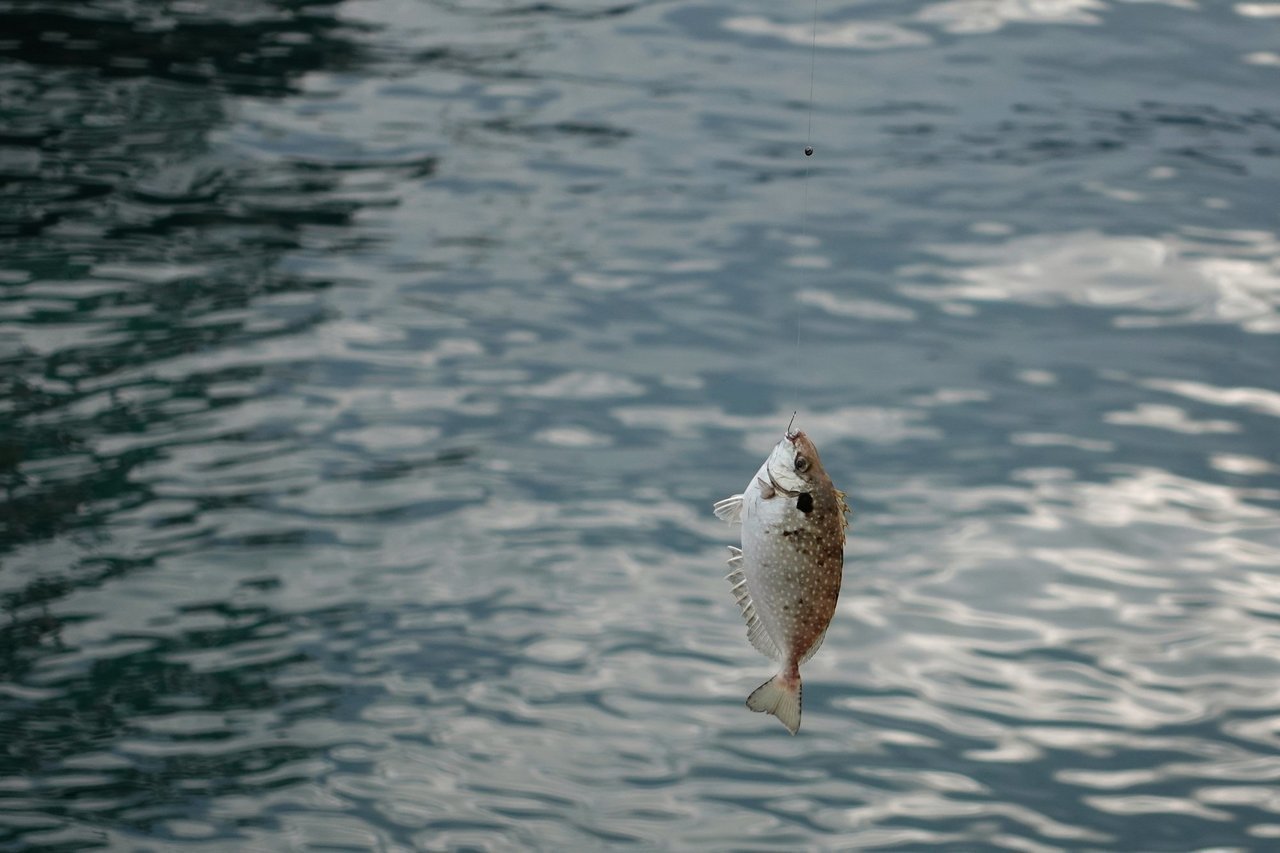 釣り上げたアイゴの写真