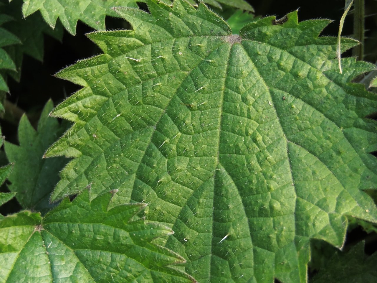 イラクサの写真