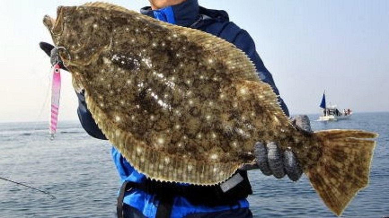 大型ヒラメの写真