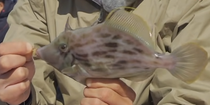 魚のアップ写真