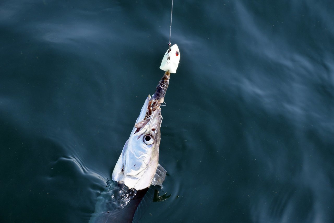 タチウオテンヤの写真