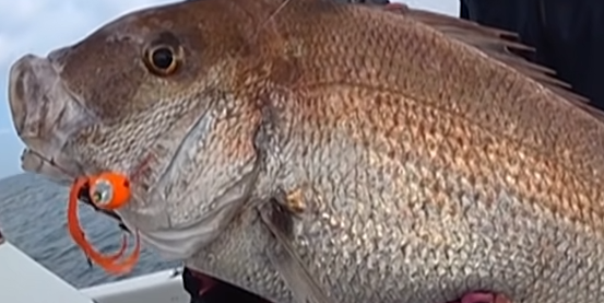 魚のアップ写真