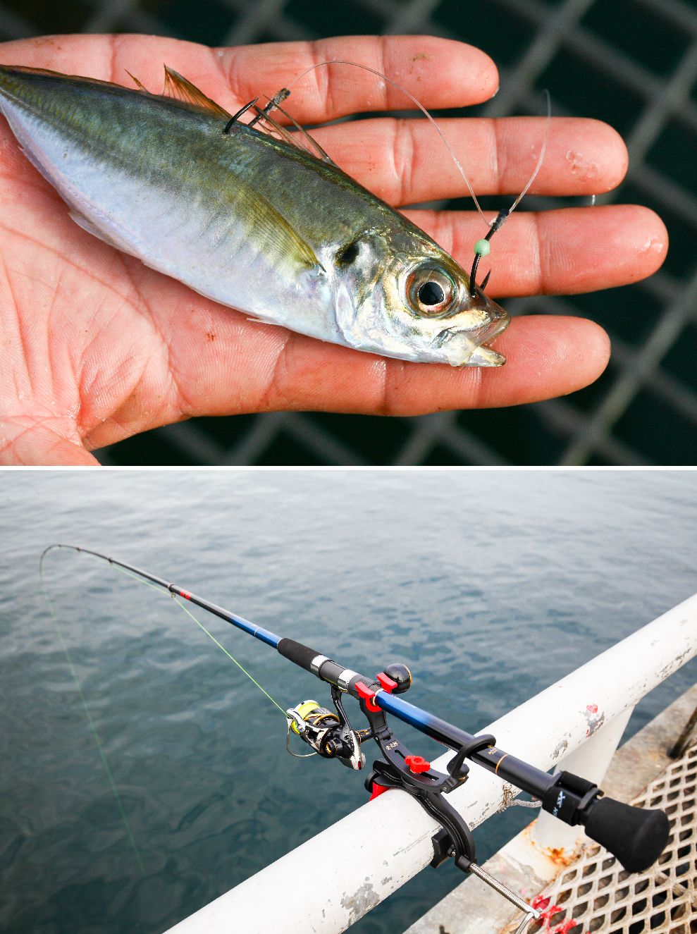 アジ・竿受けとライン