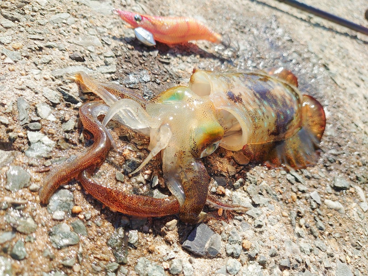 アオリイカの写真