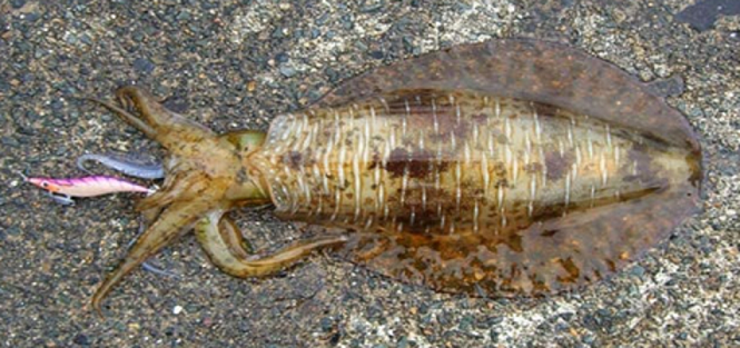 イカとエギのアップ写真