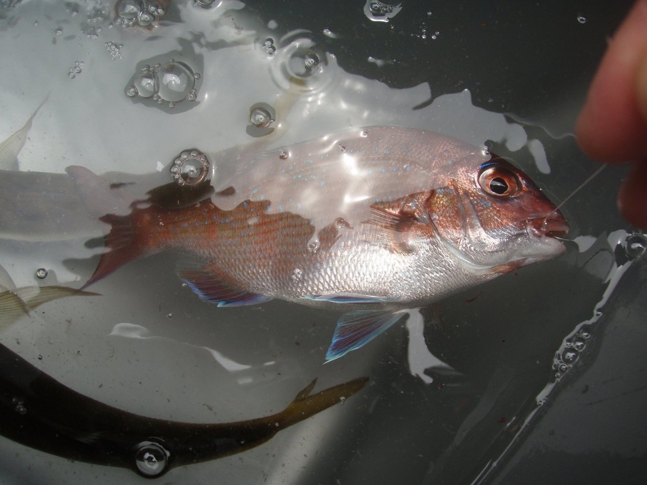 釣り上げられた魚の写真