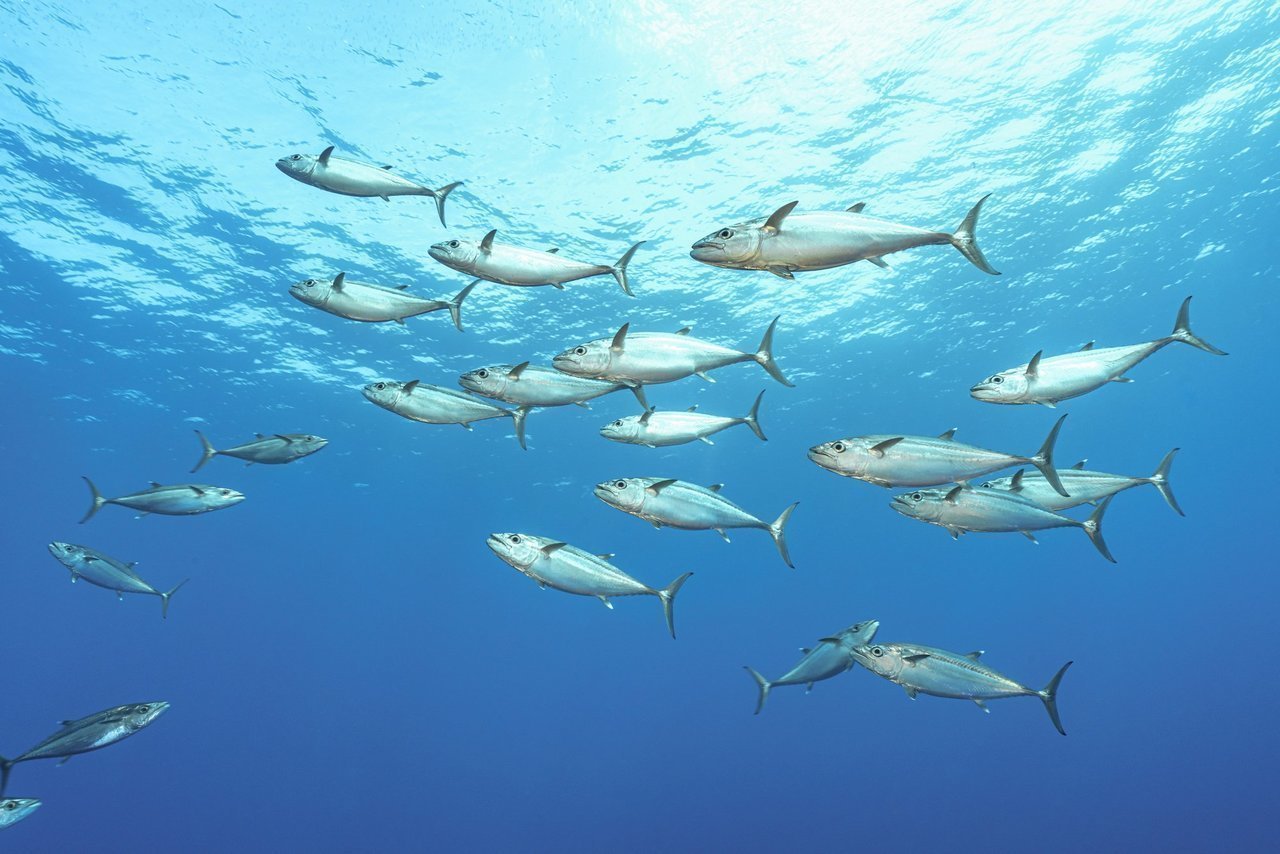 群れで泳ぐ魚の写真