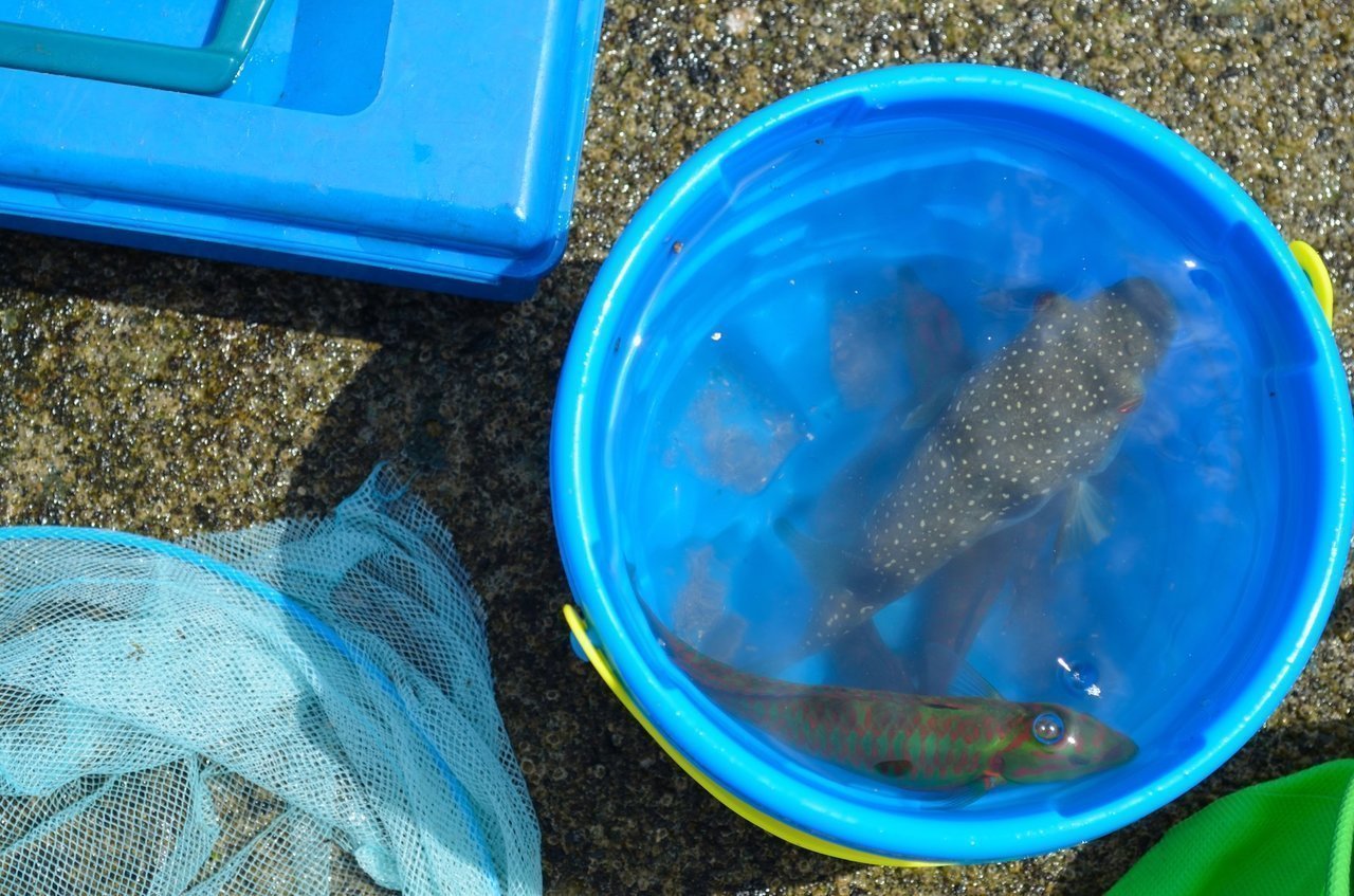 バケツ内の魚の写真