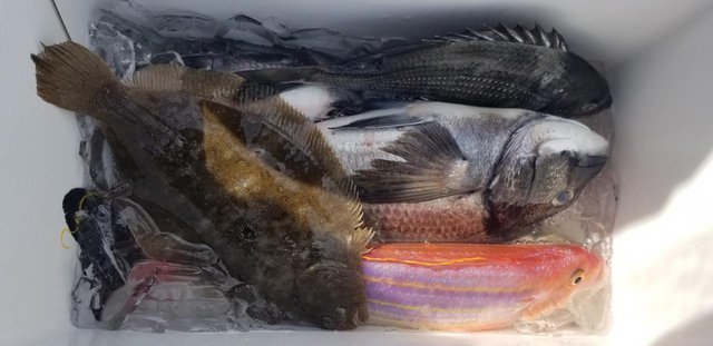 釣果