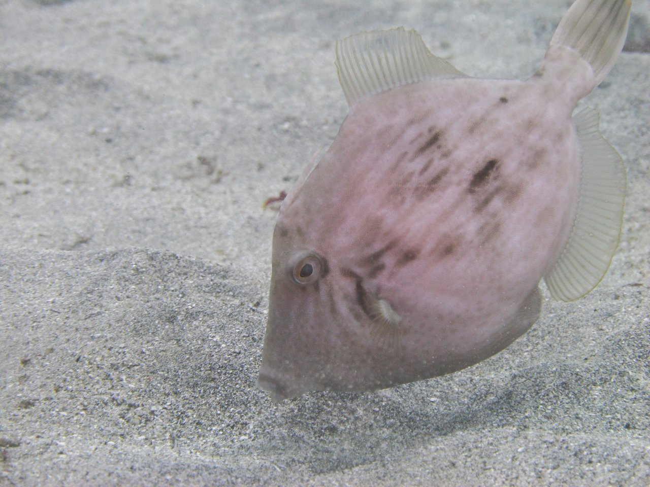 下を向くカワハギの写真