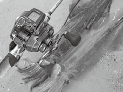 ヤリイカの写真