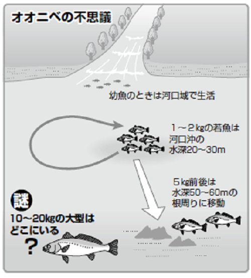魚の説明図